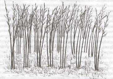 Посадки лозы