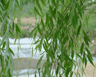 Weeping Willow Trees
